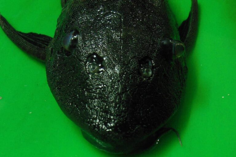 Front View of The Orinoco Sailfin Catfish