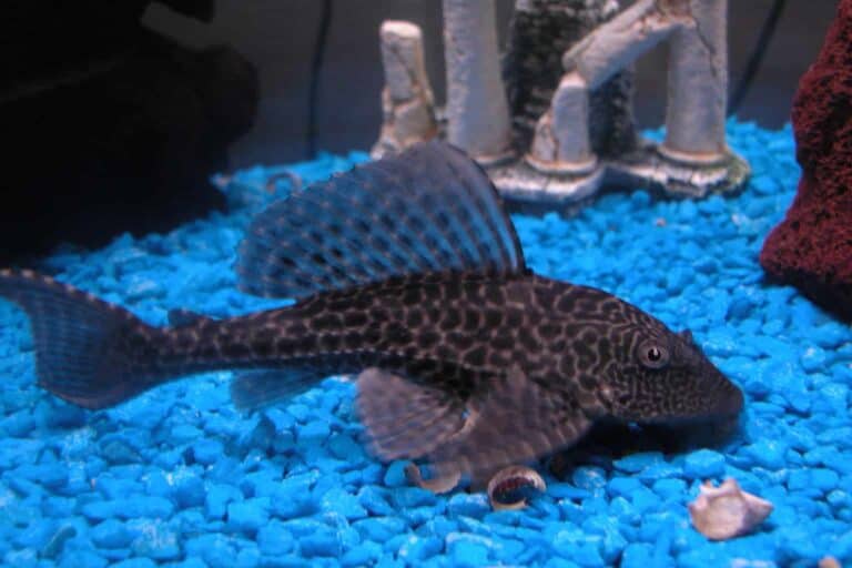 Commonly Known as Amazon Sailfin Catfish