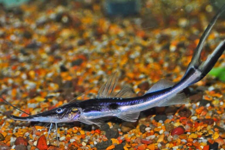 A Sturgeon Catfish is Scientifically Known as Platystomatichthys Sturio