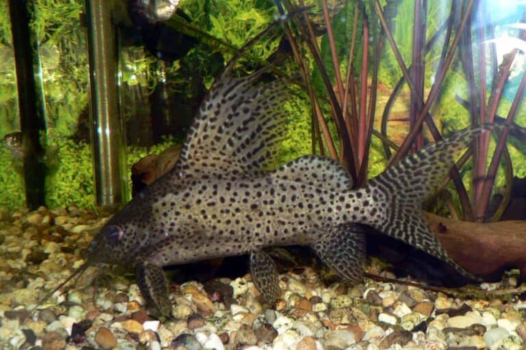 Commonly called Featherfin Squeaker Catfish