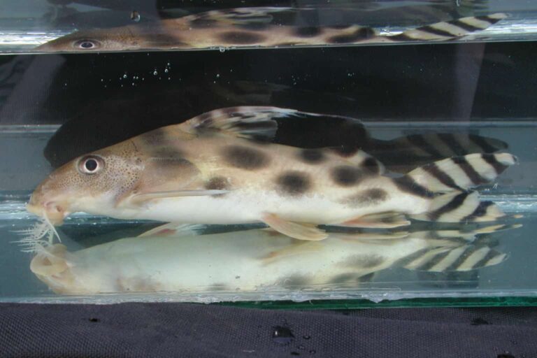Also called Clown Squeaker Catfish