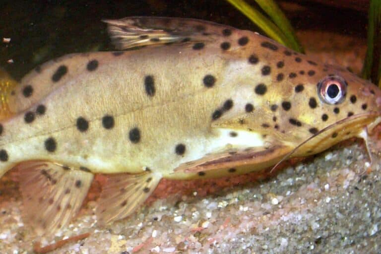 A Synodontis Njassae Resting at The Bottom of The Tank