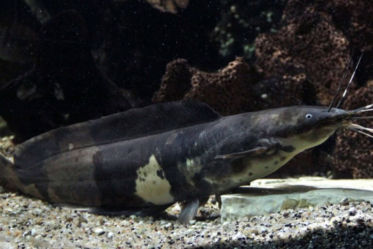 Scientifically Known As Clarias Batrachus