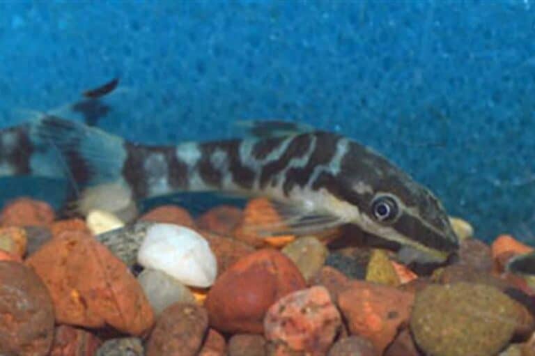 Scientifically Known as Otocinclus Cocama