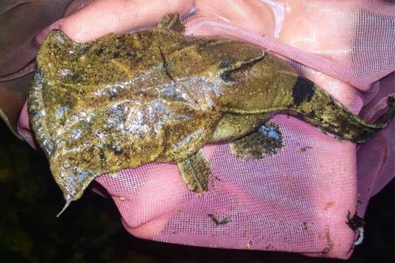Chocolate Frogmouth catfish is scientifically known as Chaca bankanensis.