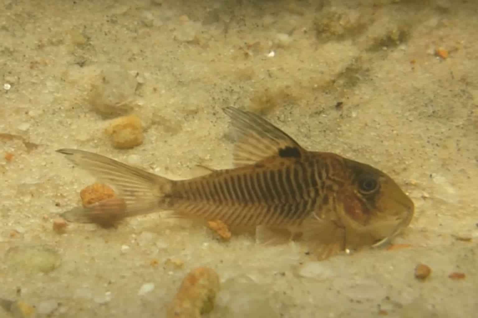 corydoras geoffroy swimming in light sand substrate