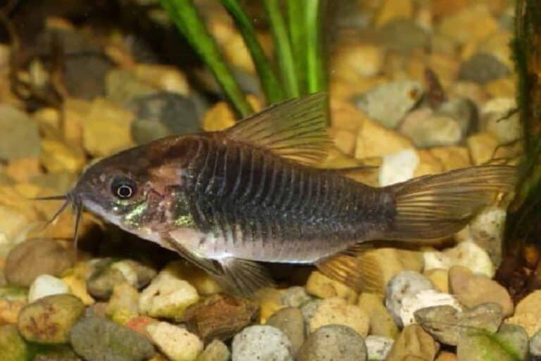 latus cory in light colored substrate