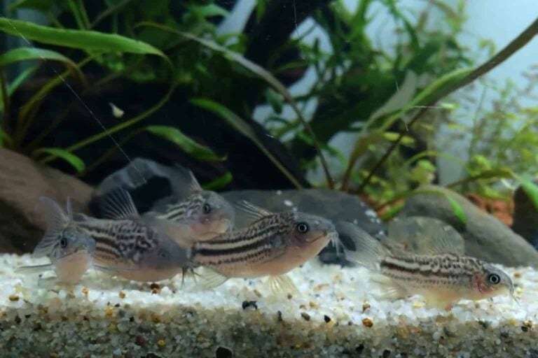 a school of corydoras nanus mini cory