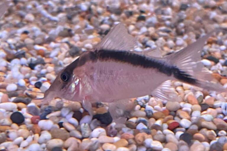 corydoras narcissus in smooth gravel substrate