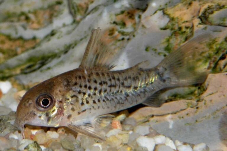 profile of corydoras osteocarus
