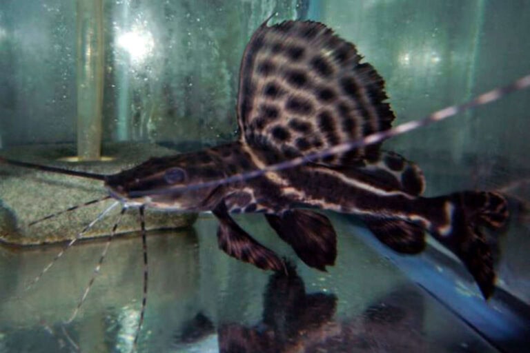 Scientifically Known as Leiarius Pictus