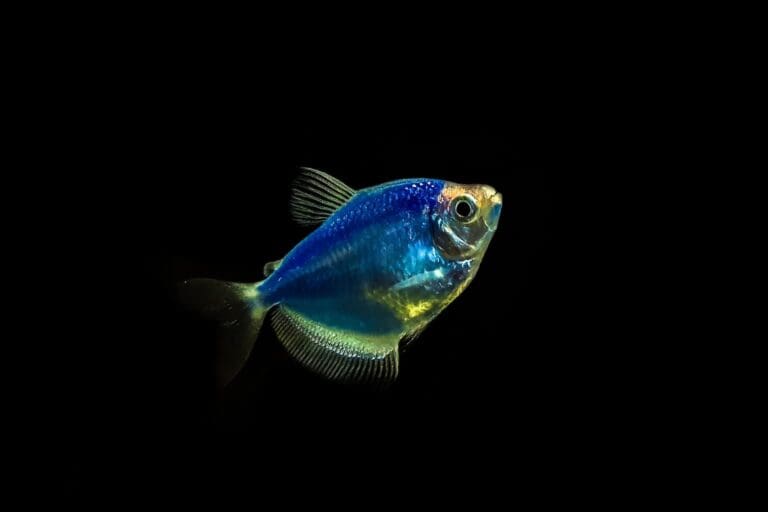 Cosmic blue tetra fish