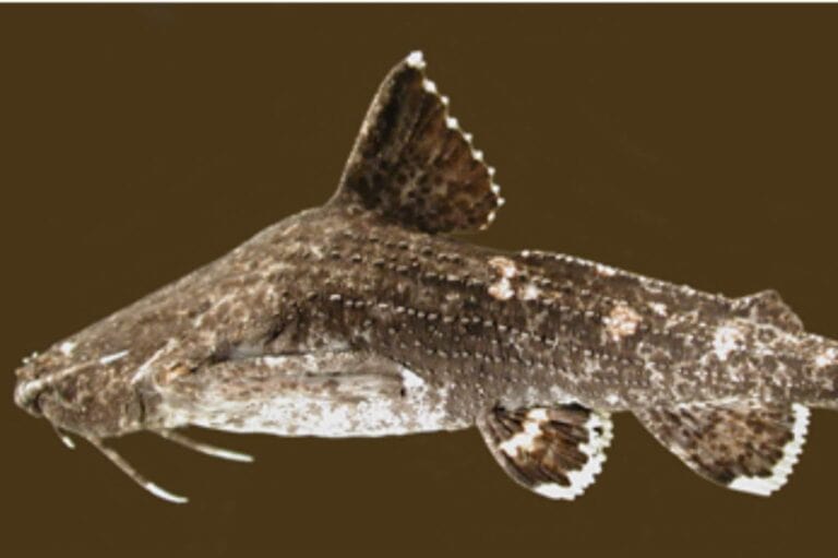 Asian Banjo Catfish is scientifically known as Acrochordonichthys rugosus