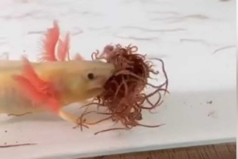 An Axolotl Feeding on Black Worms
