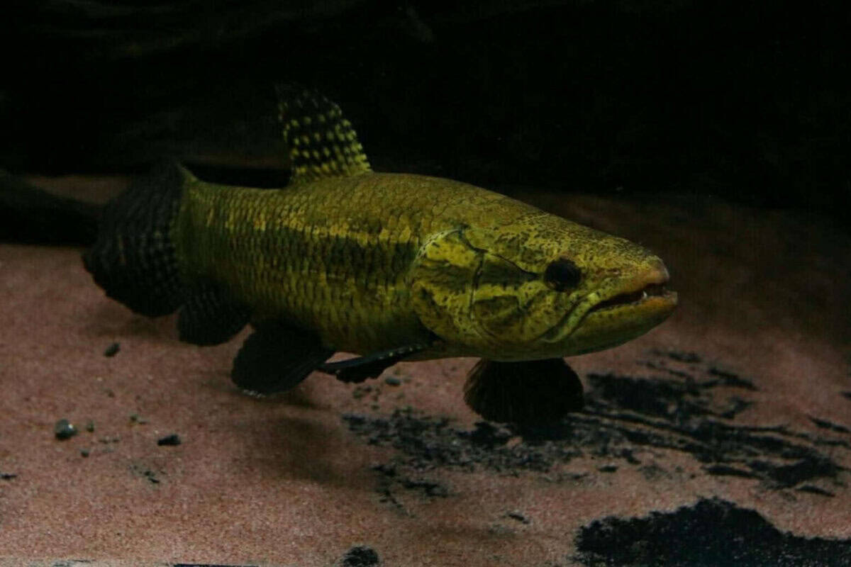 Weaponized Fish Aggressive Freshwater Fish for Your Aquarium