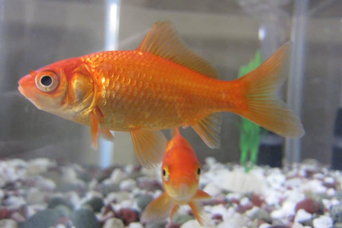 Common Goldfish: Profile, Care, Diet, Tank Mates & More