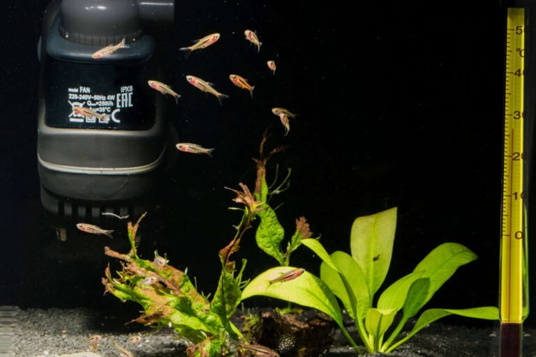 Fish Tank With Filter