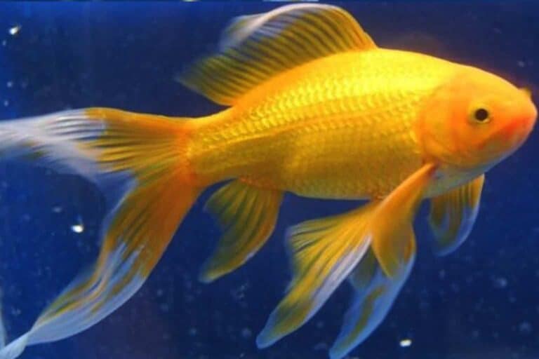 Nymph Goldfish Side View