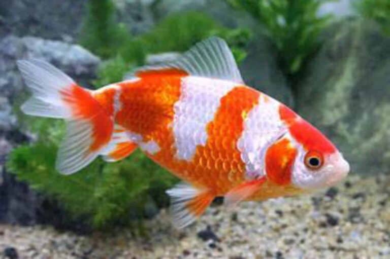 Wakin Goldfish Exploring the Tank