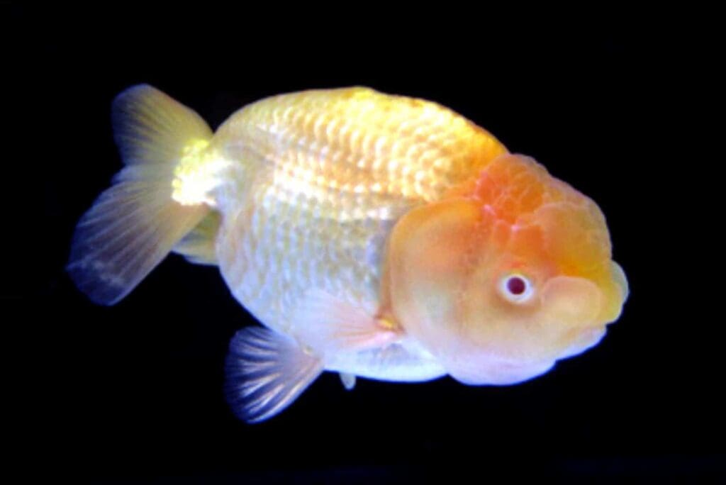 The Ultimate Ranchu Goldfish Care Guide: From Tank Size to Lifespan ...