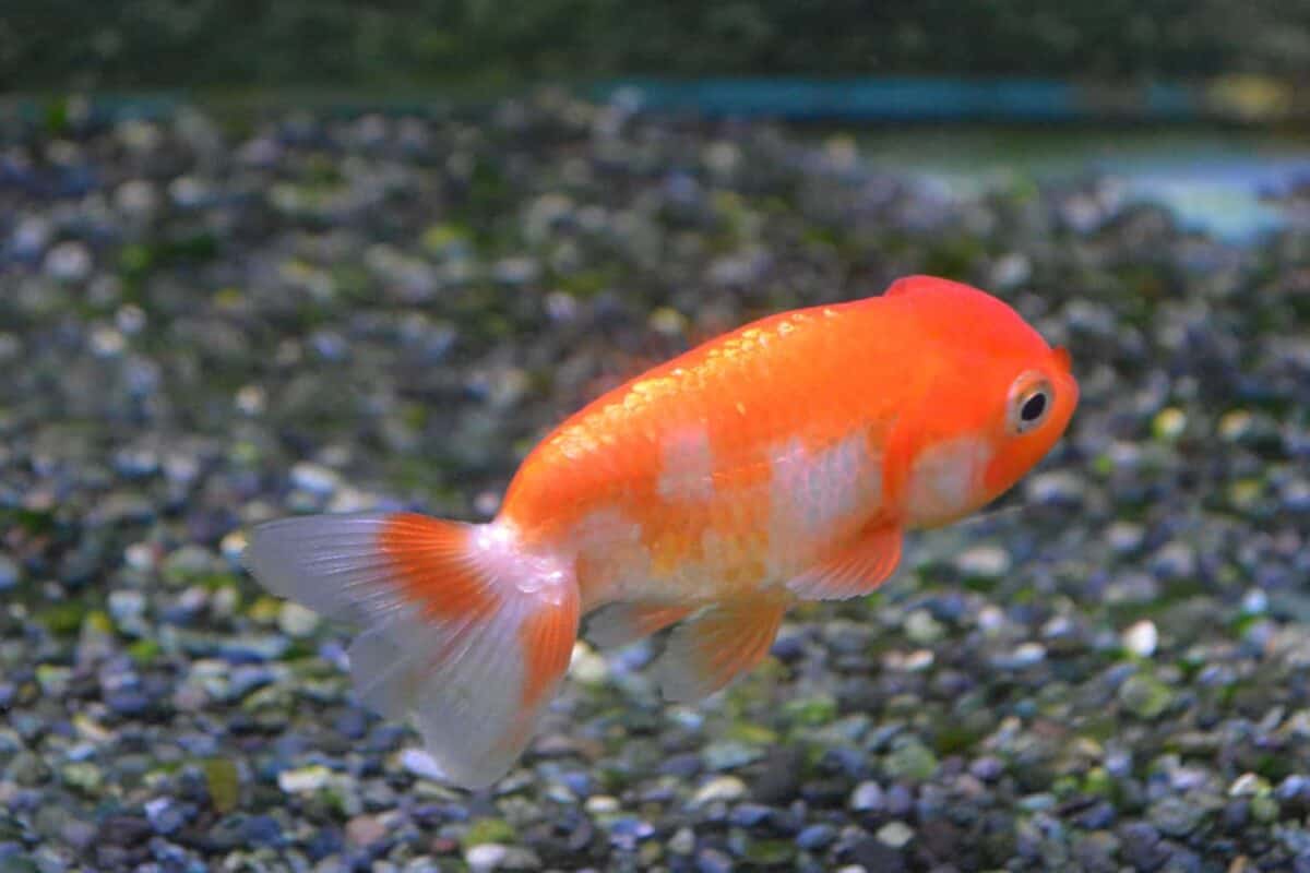 The Ultimate Ranchu Goldfish Care Guide: From Tank Size to Lifespan ... - Best Match Tank Size For Ranchu Goldfish