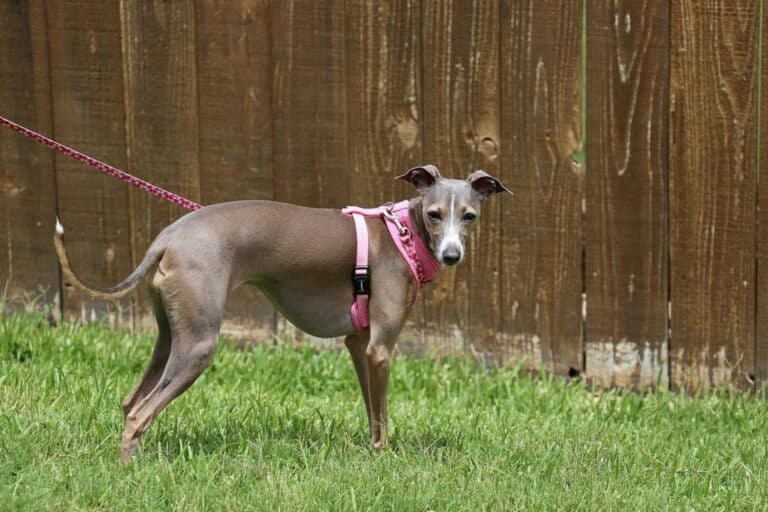 An Italian Greyhound at The Backyard (image by KarenJubinville, Pixabay)