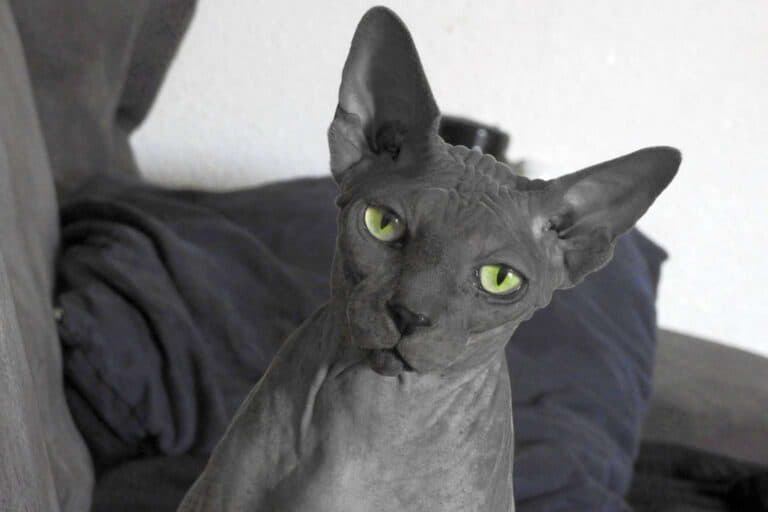 A Black Sphynx on Black-Colored Sofa (image by Nosferata_Morbosa, Pixabay)