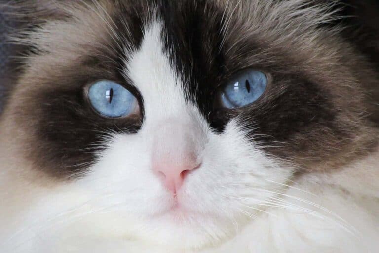 A Closeup of Ragdoll Cat's Face (image by MorriganMagie, Pixabay)
