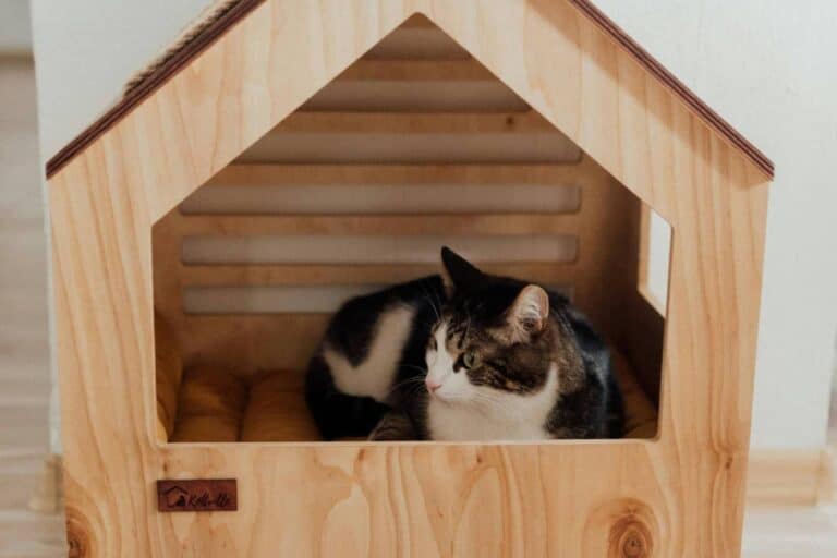 A Cat Inside a Cat's House (image by Arina Krasnikova, Pexels)