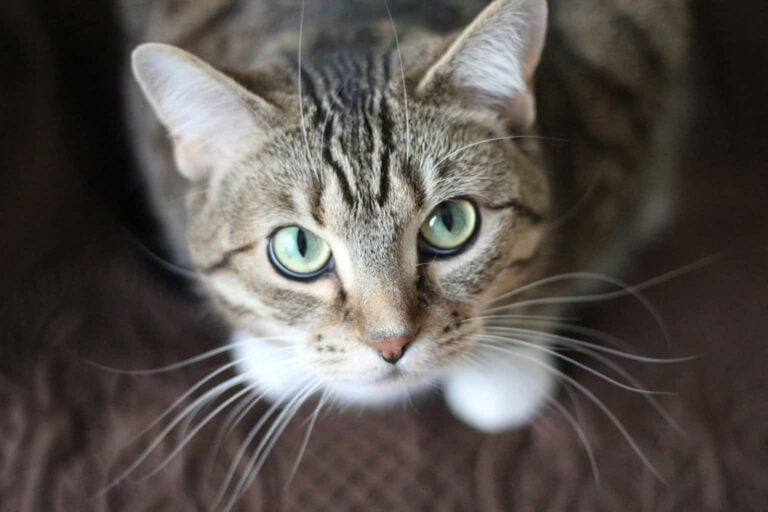 A Cat Looking Up (image by Krysten Merriman, Pexels)