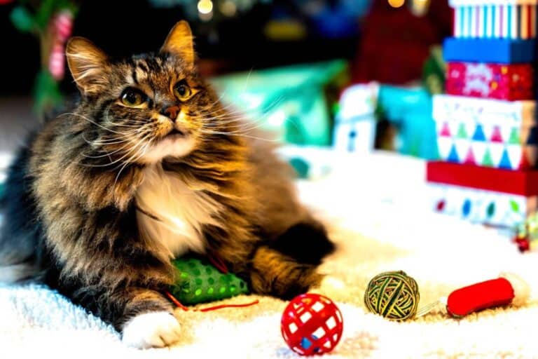 A Closeup Look of a Cat With Christmas Decors (image by Hucklebarry, Pixabay)