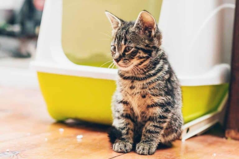 A Kitten Next to the Litter Box (image by ysbrandcosijn, Adobe Stock)