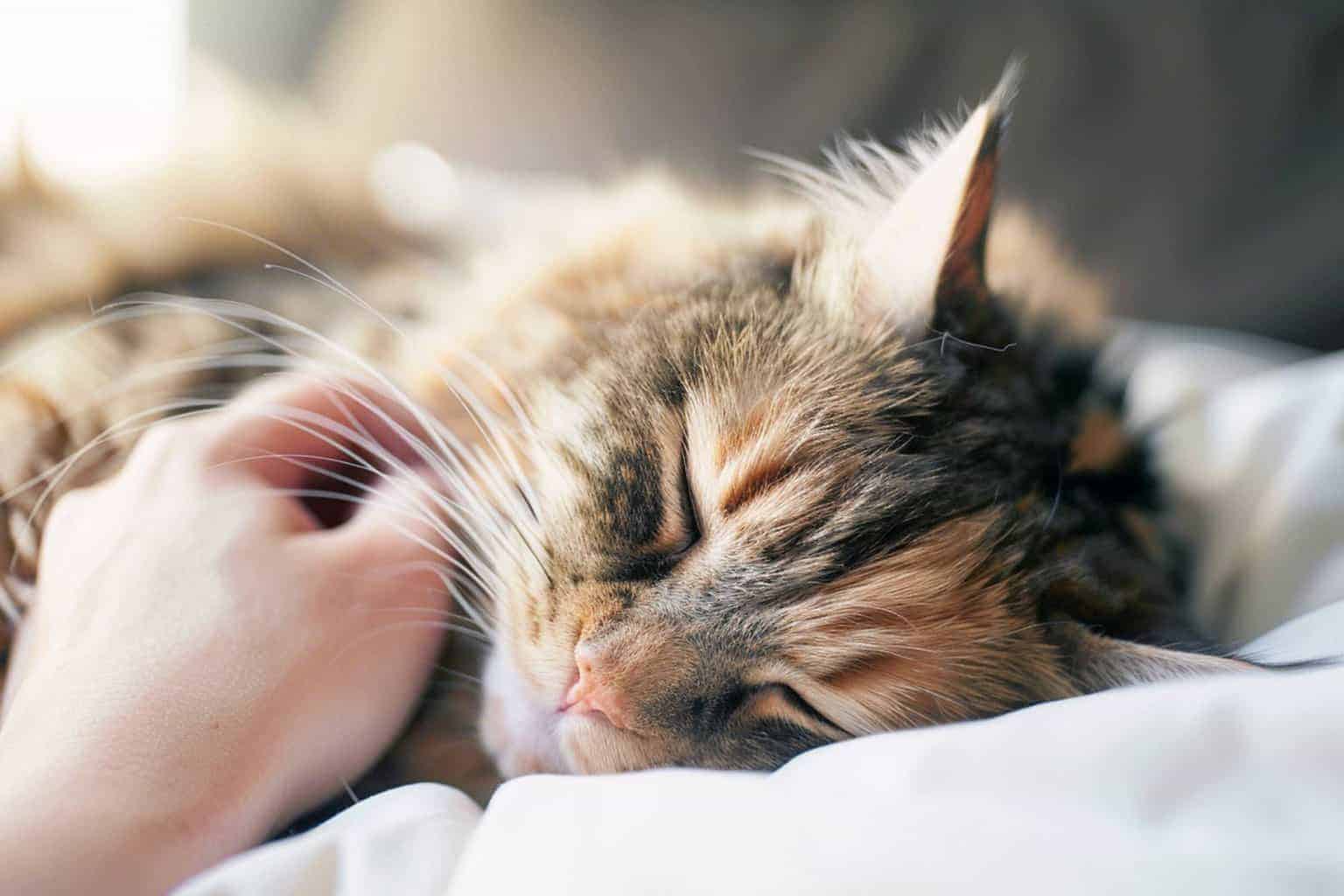 exploring-the-origins-why-are-cats-called-pussies