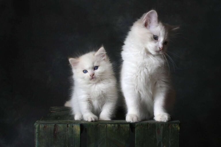 Two kittens posing for the camera (image by MissKaiser, Pixabay)