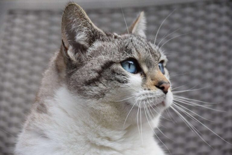 A side-view shot of a house cat (image by JACLOU-DL, Pixabay)