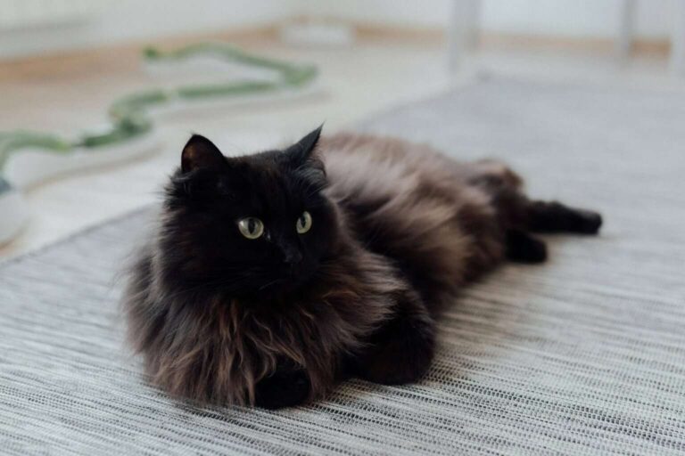 A black furry cat on the floor (image by Arina Krasnikova, Pexels)
