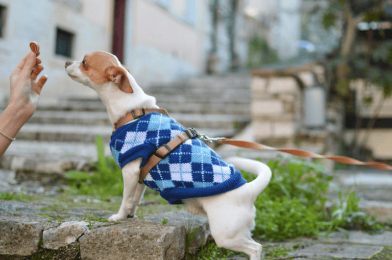 the cost of treating a pet