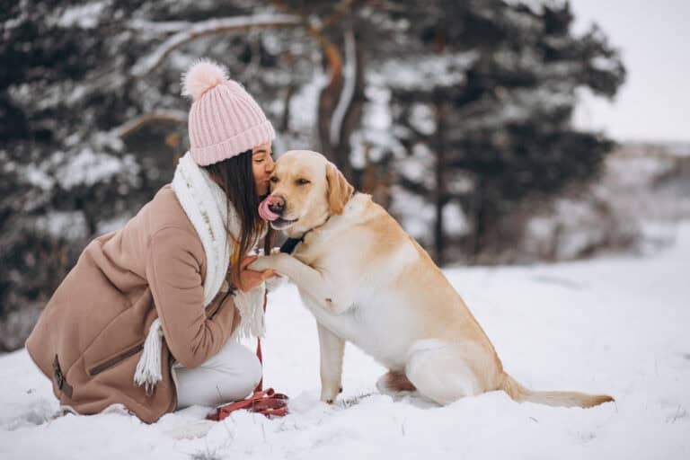 Care for Dogs