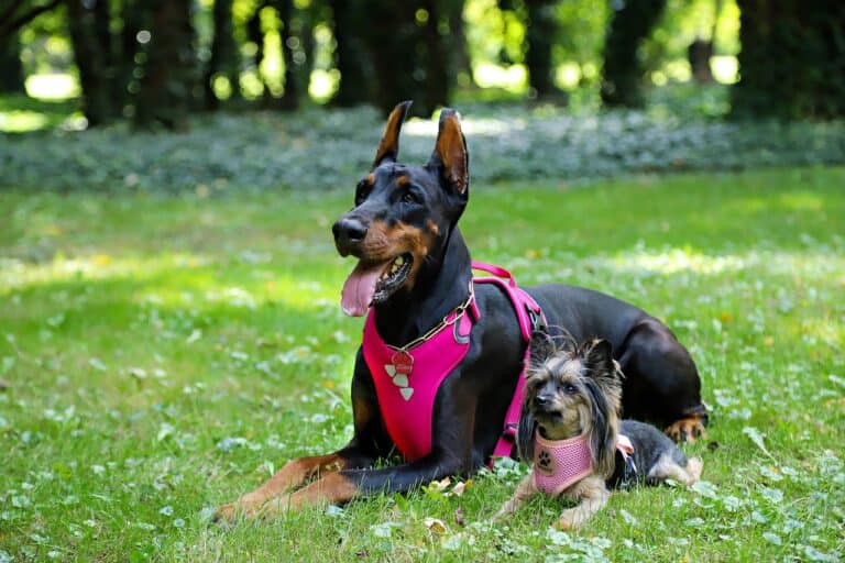 Right Accessories for Your Dog's