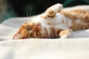 The Science Behind the Happiest Cats on Earth