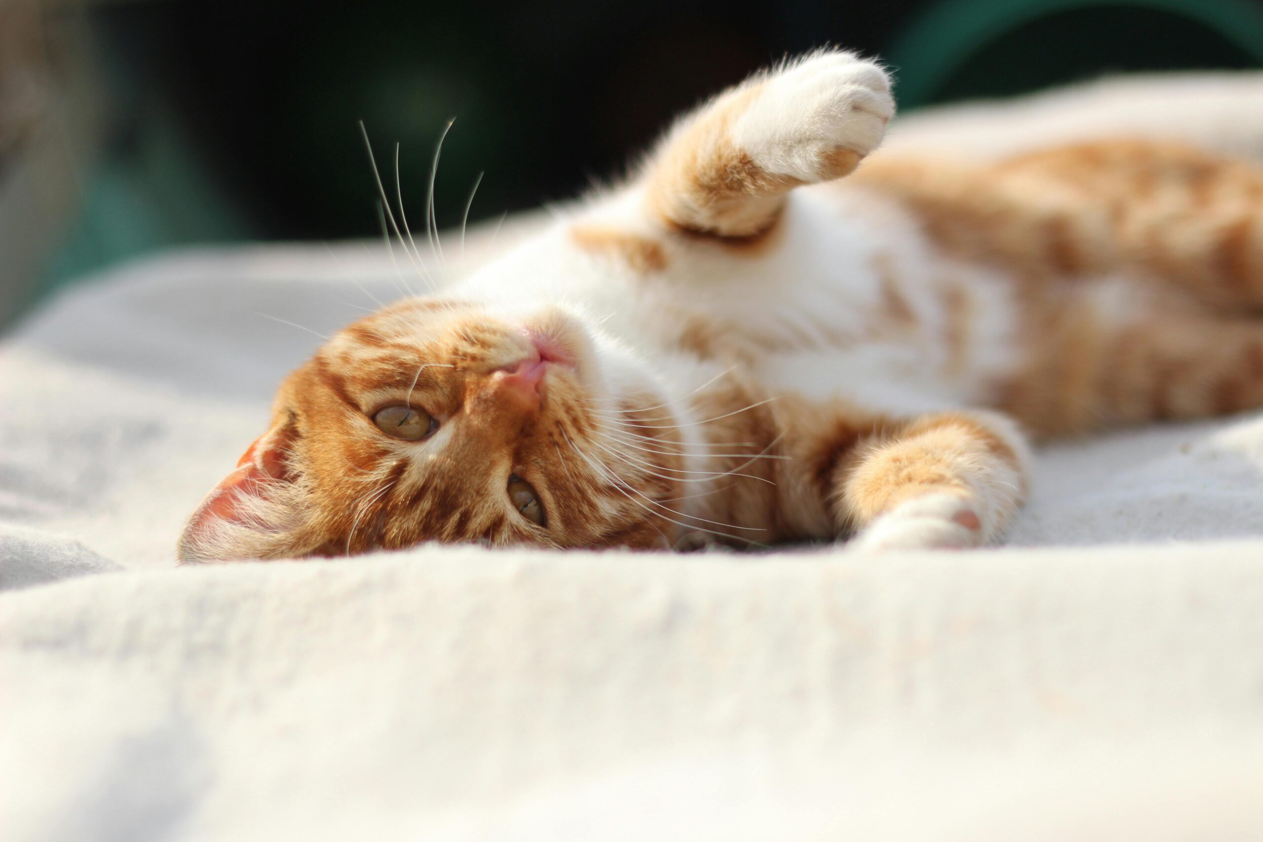 The Science Behind the Happiest Cats on Earth