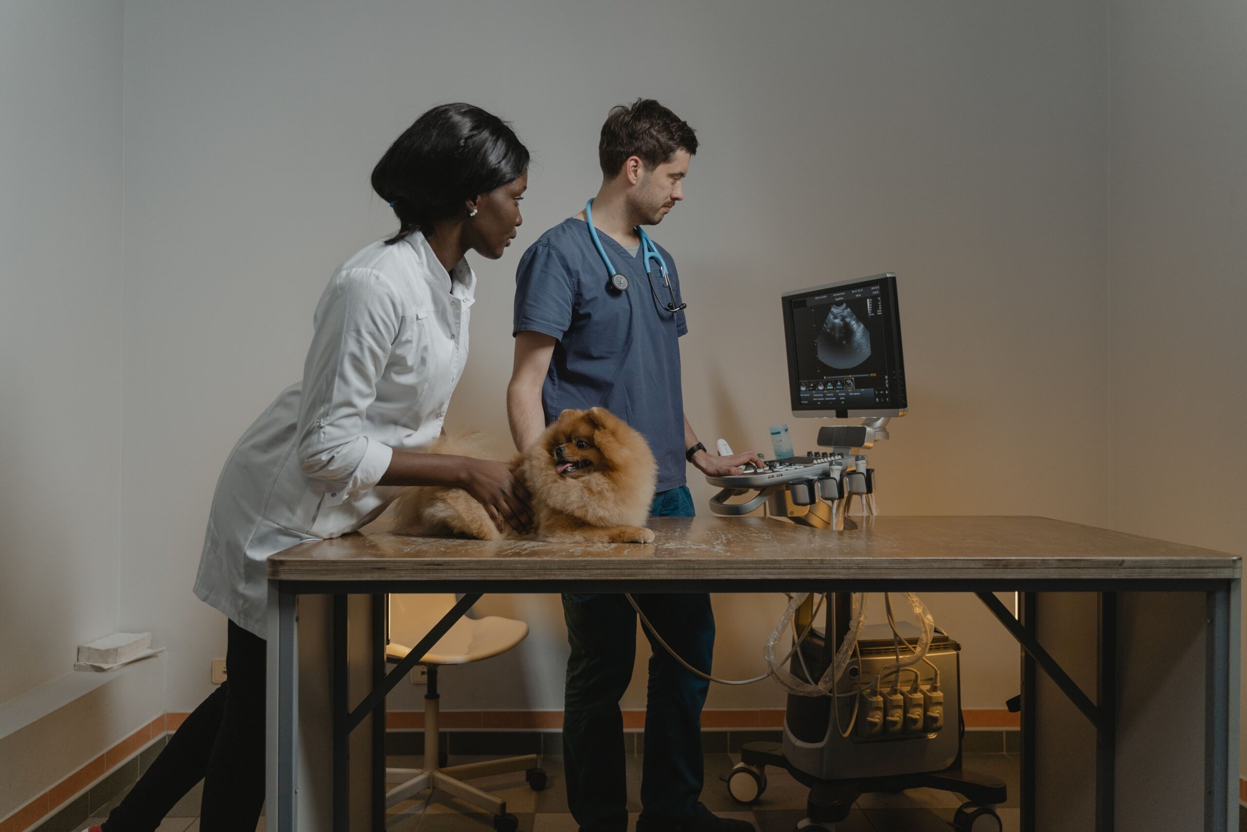 Best 5 AI-Powered Tools for Veterinary Imaging Diagnosis in 2026